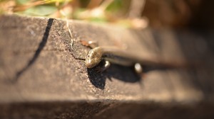 My photo of a lizard on the Great Ocean Road