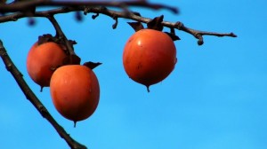 why pomegranates?